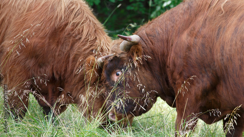 Two fluffy ox push their heads eachother