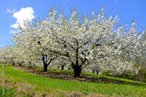 cerisiers en fleurs printemps