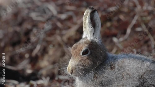 mountain hare (Lepus timidus) in spring moult sitting and staring close ups in the cairngorms NP, scotland during april. photo