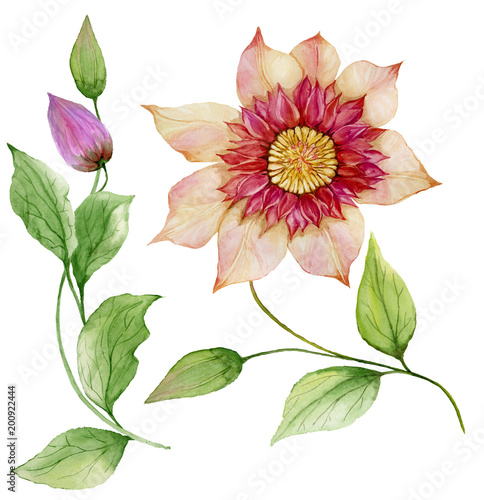 Beautiful clematis on a stem. Floral set (flower, leaves on climbing twig, bo...