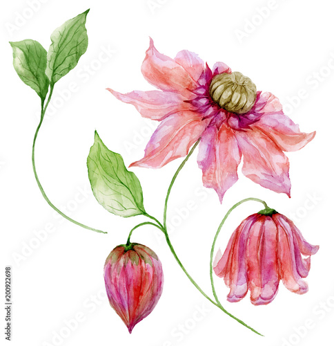 Beautiful pink clematis on a stem. Floral set (flower, leaves on climbing twi...