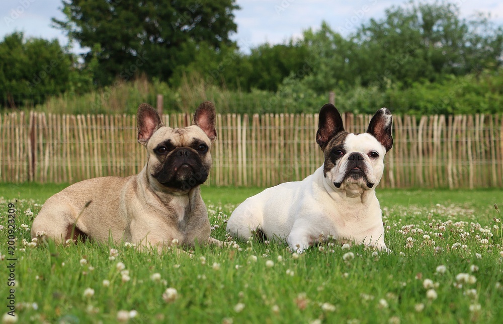 Fototapeta premium two french bulldogs are lying in the garden