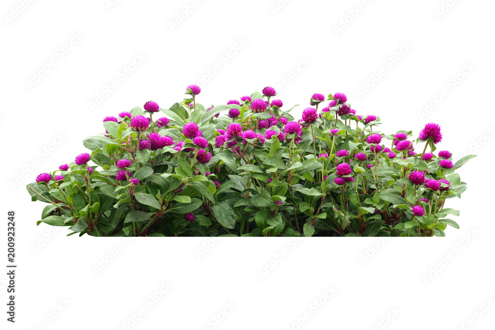 Fototapeta premium flower bush tree isolated with clipping path