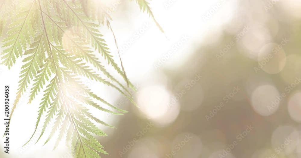 the Nature fern leaf under the sun light in the morning , fresh morning with nature concept , 4k Dci resolution