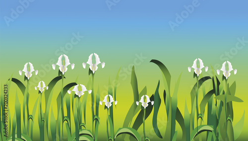Fototapeta Naklejka Na Ścianę i Meble -  Field full of white iris flowers