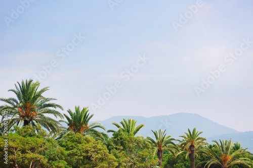 Palm trees under blue sky © destillat
