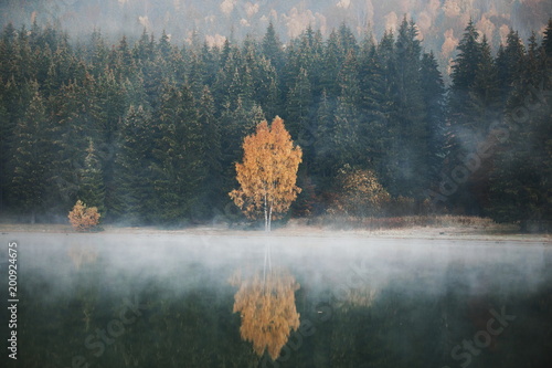 Beautiful foggy autumn fore...
