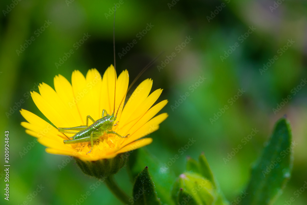 Little green grasshopper on a yellow daisy Little green grasshopper on a yellow daisy