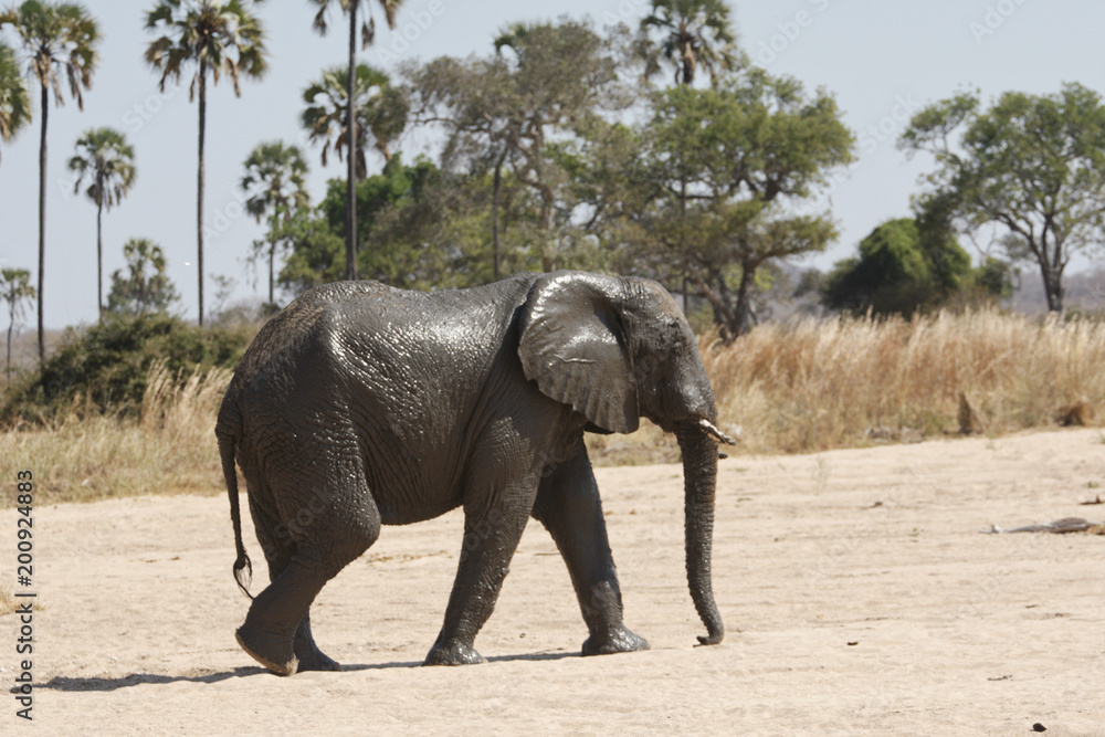 Fototapeta premium Elephant in Ruaha National Park, Tanzania