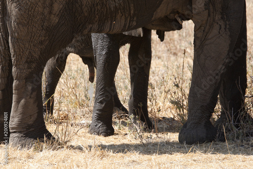 Elephant in Ruaha National Park, Tanzania photo