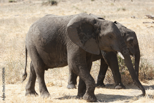Elephant in Ruaha National Park  Tanzania