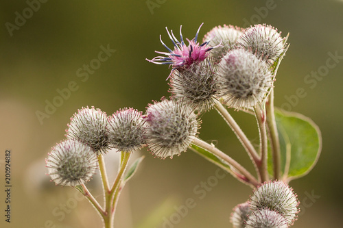 Fotografering funny flowers and buds of burdock