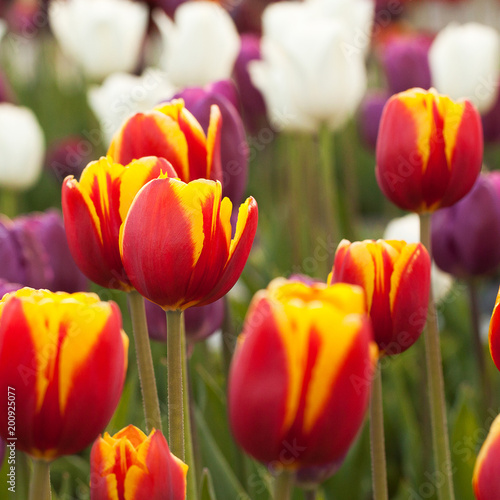 colorful beautiful closed tulips