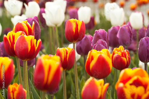 colorful beautiful closed tulips