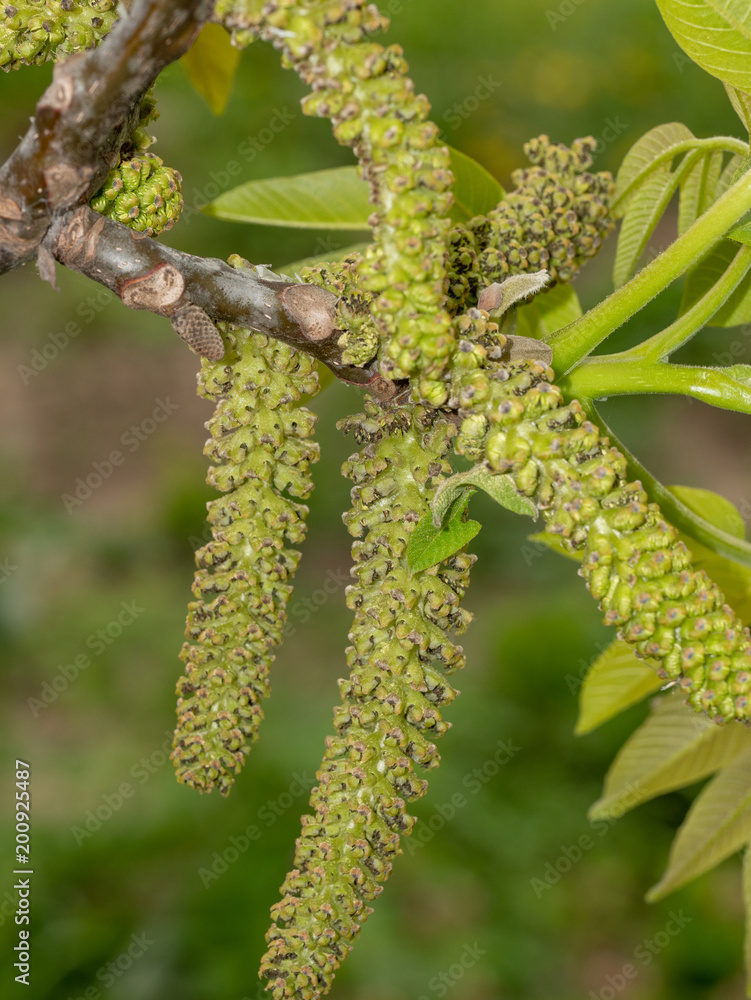 Close-up walnut inflorescence before blooming and young leaves on a branch. Close-up walnut inflorescence before blooming and young leaves on a branch.