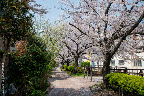 Japan Sakura cherry blossom Kawazu-zakura 日本 河津桜 © Enken