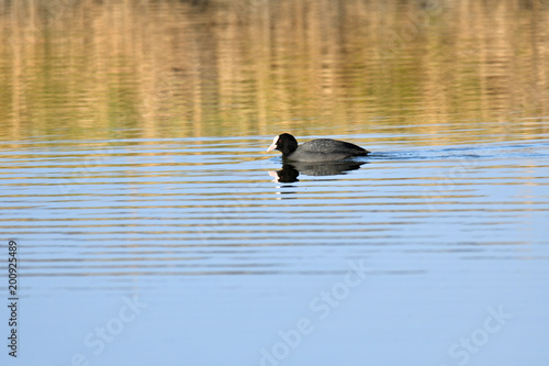 coot water bird swimming on the lake  © Pavol Klimek