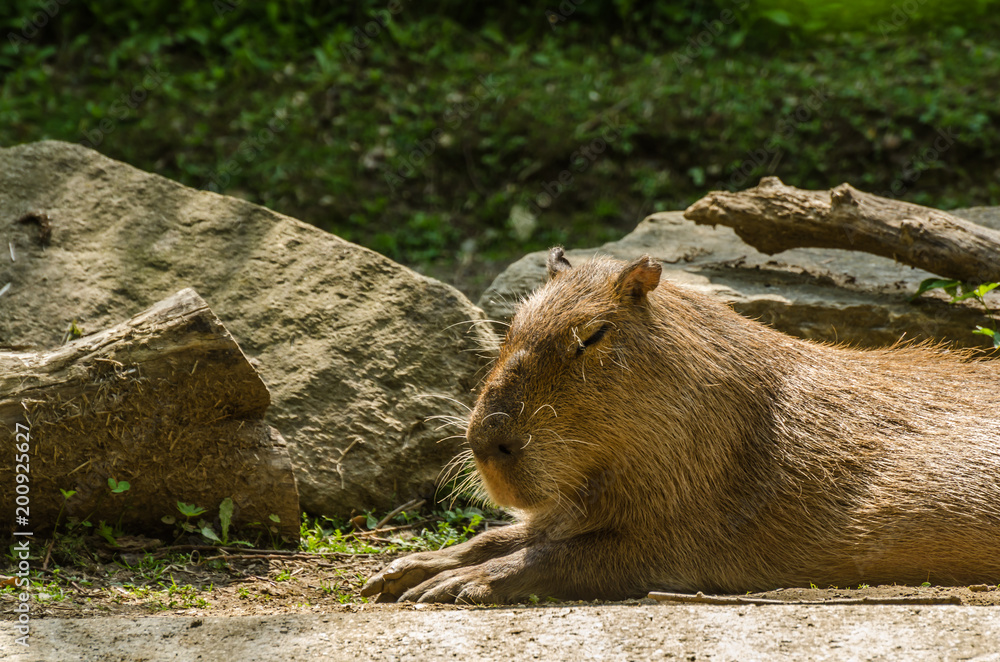 wasserschwein in der sonne wasserschwein in der sonne