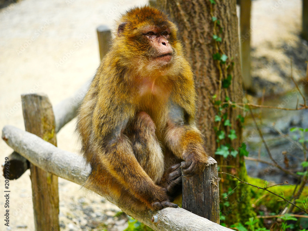 Obraz premium Singe Magot