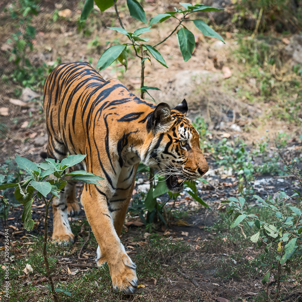 Obraz premium Close up tiger.