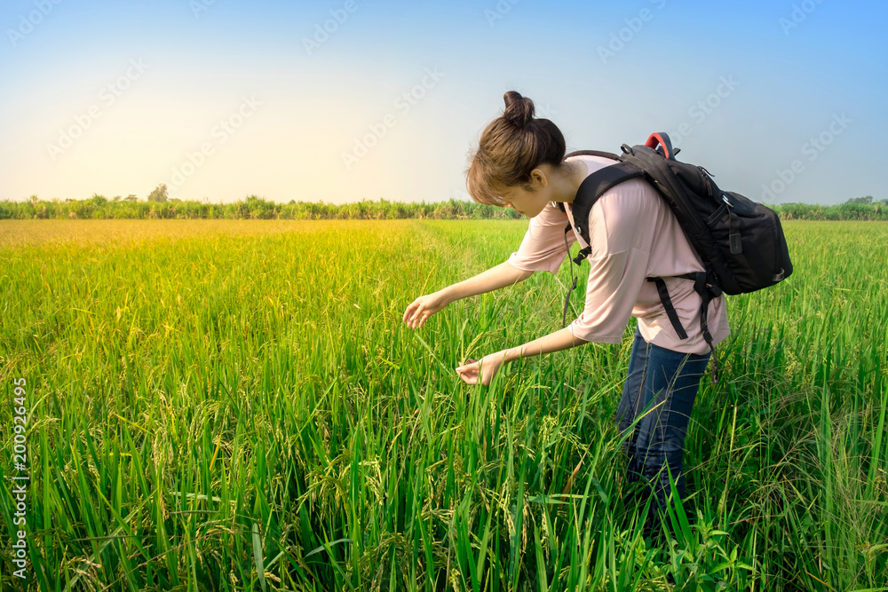 Asian woman tourist with backpack pick rice in beautiful rice farm Asian woman tourist with backpack pick rice in beautiful rice farm