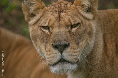 Photo portrait of a beautiful Barbary lioness