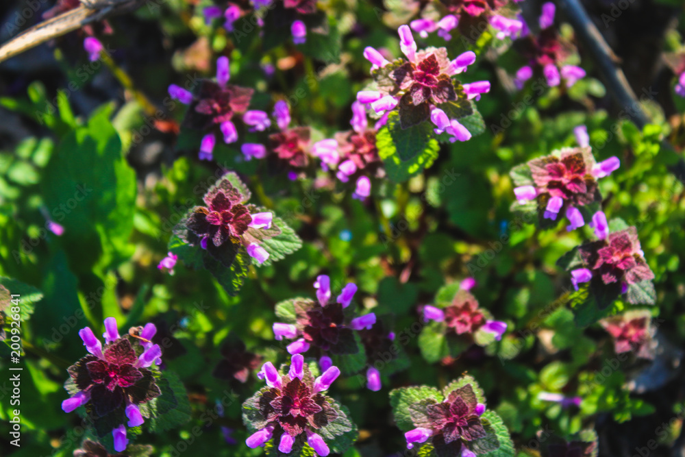 Purple dead nettle Lamium purpureum with green grass in a background. Purple dead nettle Lamium purpureum with green grass in a background.