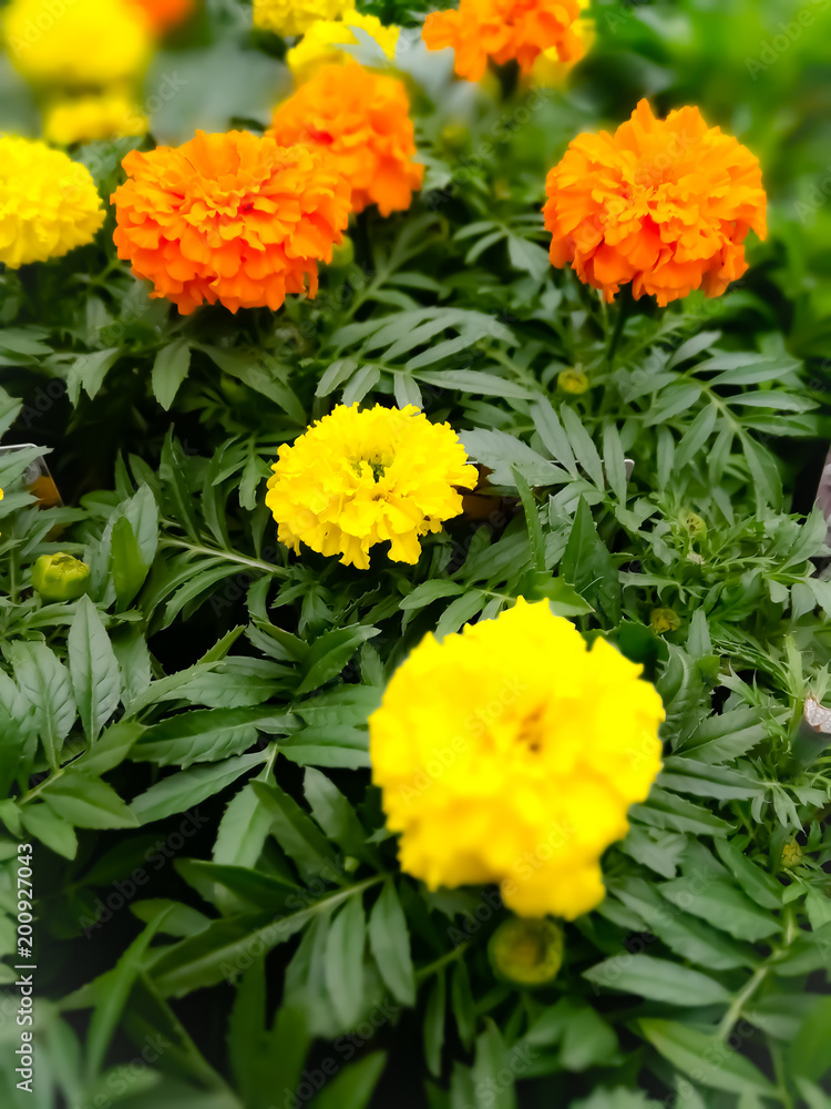 Fleurs au printemps Fleurs au printemps