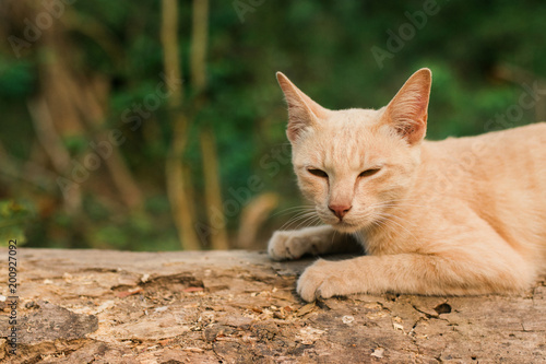 Cute cat playing on wood