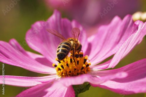  пчела собирает нектар на цветке космеи