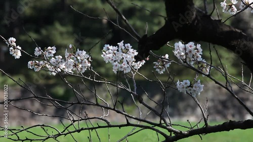 千鳥ヶ淵の桜