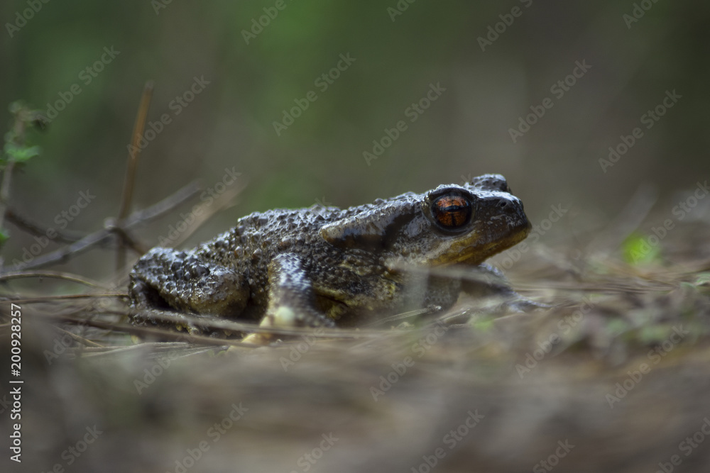 Obraz premium Sapo común verde