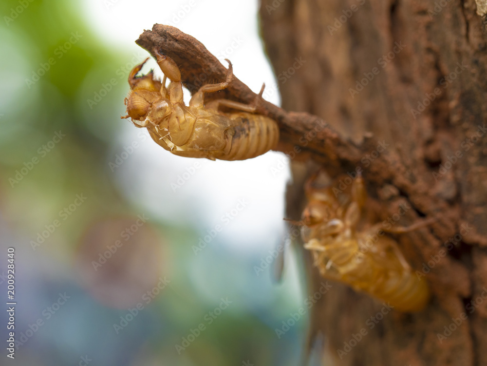 Cicada slough Cicada slough