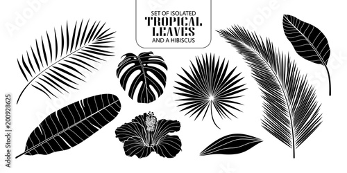 Set of isolated silhouette tropical leaves in 8 styles.