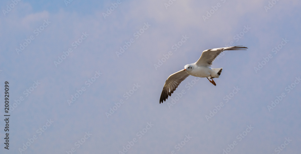Seagulls are flying at the sea. Seagulls are flying at the sea.