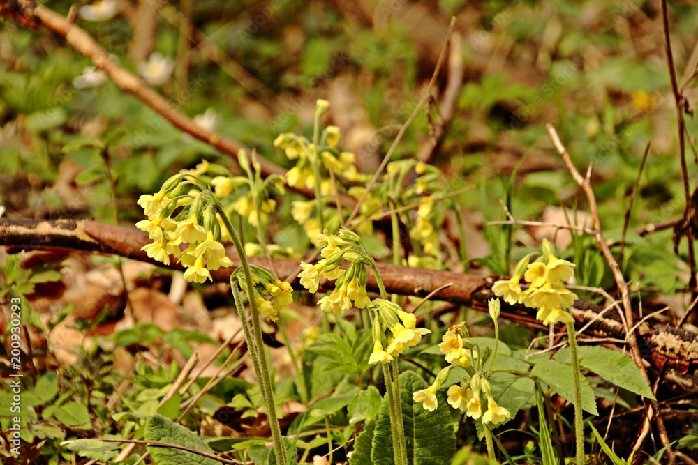 blühende Schlüsselblume blühende Schlüsselblume