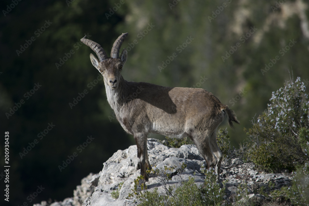 Cabra Hispánica sobre una roca Cabra Hispánica sobre una roca