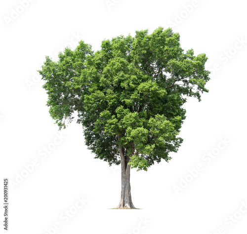 Trees isolated on white background  tropical trees isolated used for design  with clipping path