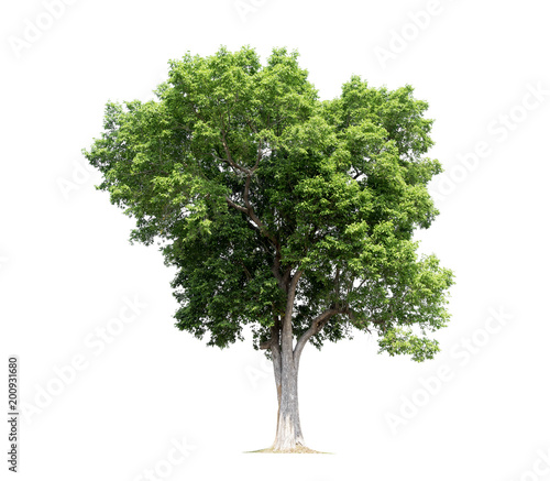 Trees isolated on white background, tropical trees isolated used for design, with clipping path © NOOMUBON PHOTO
