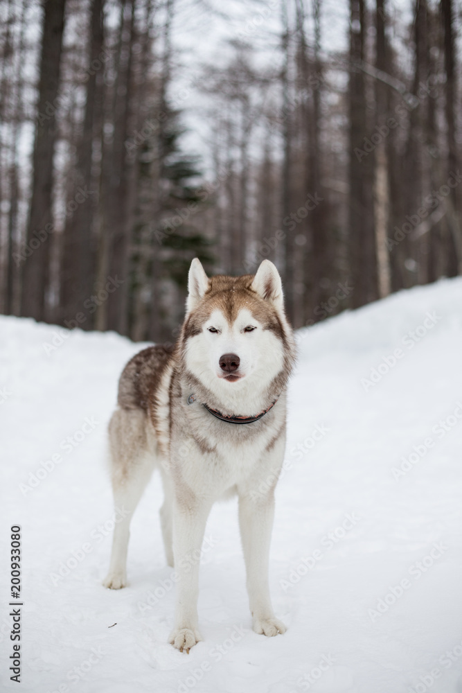 Portrait of free and wise dog breed siberian husky standing in the pine forest in winter on the trees and snow background and looking straight to the camera
