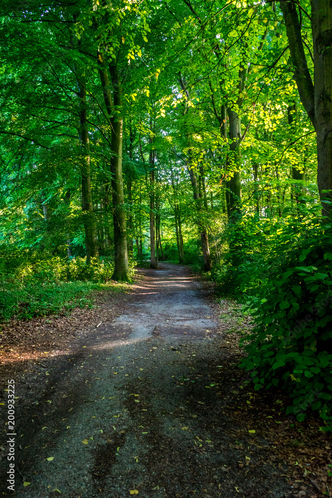 A mud road creating a path in Haagse Bos, forest in The Hague