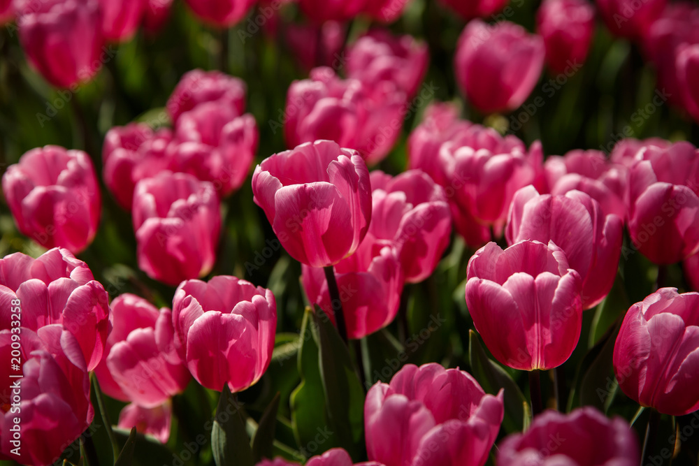Tulip Flower. Tulips in spring at the garden or in park, colorful tulips. Nature background. Tulip Flower. Tulips in spring at the garden or in park, colorful tulips. Nature background.