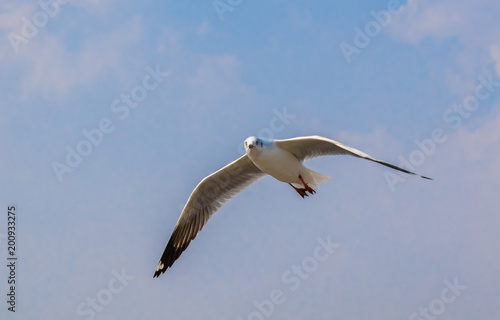 Seagulls are flying at the sea. © Attasit