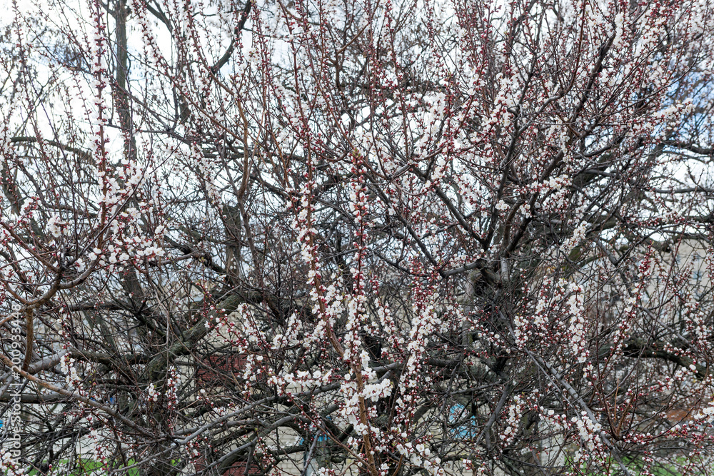 Blossoming spring tree of cherry. Season of cherry blossom. Blossoming spring tree of cherry. Season of cherry blossom.