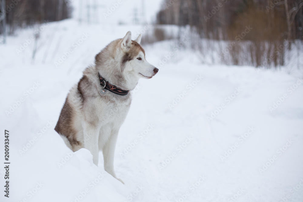 Profile Portrait of young siberian husky dog sitting on the snow in winter forest on the slope