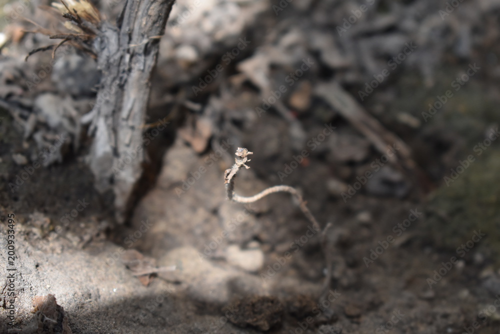Small Holy Basil finding its way Small Holy Basil finding its way