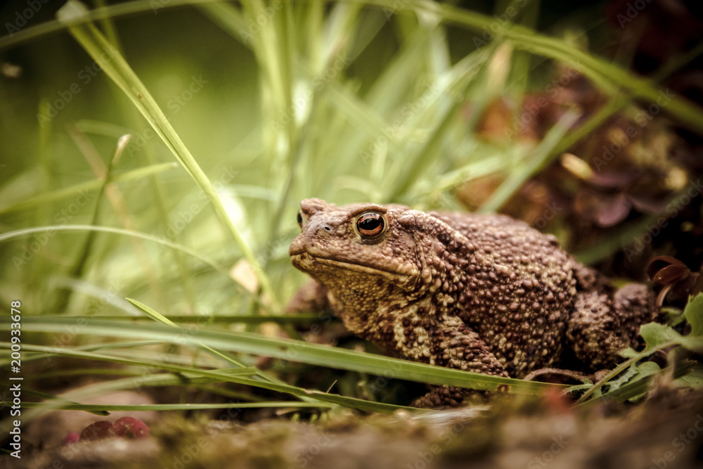 Garden guest Garden guest