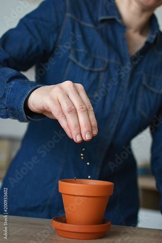 planting herbs in a clay pot