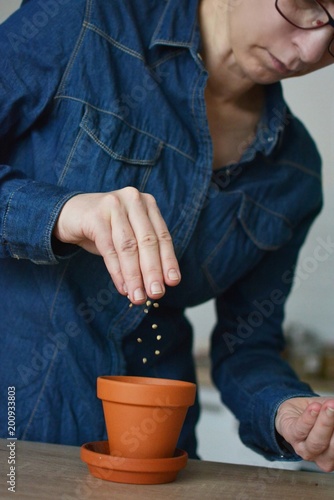 planting herbs in a clay pot