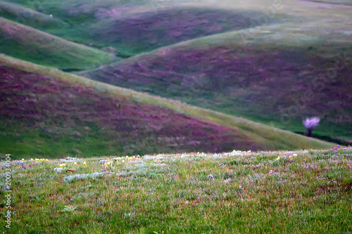 Beautiful mountain valley meadow